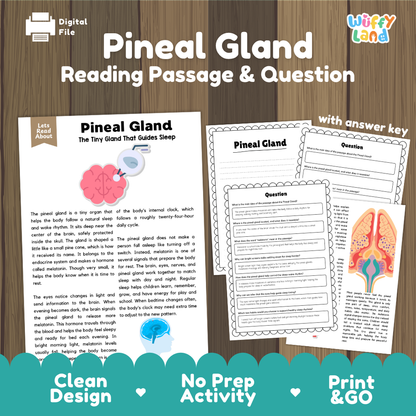 Pineal gland reading comprehension passage and questions printable activity pack with answer key for elementary students