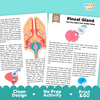 Teacher answer key page showing complete question solutions for Pineal Gland human body reading comprehension practice