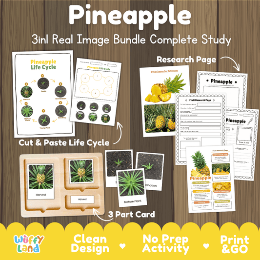 Pineapple plant life cycle 3in1 real image bundle complete study overview featuring cut and paste worksheets, Montessori 3-part cards, and research pages from Wuffy Land 🍍🌱