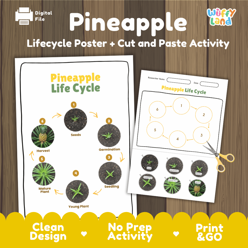 Pineapple Lifecycle Poster and Cut and Paste Activity Worksheets | Plant Science Printables
