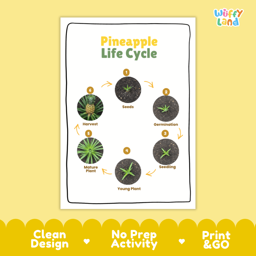 Pineapple Lifecycle Poster and Cut and Paste Activity Worksheets | Plant Science Printables