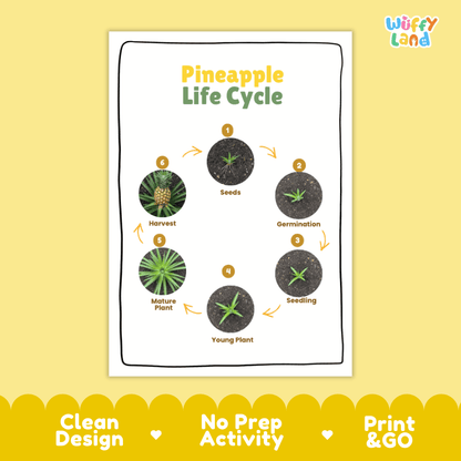 Pineapple Lifecycle Poster and Cut and Paste Activity Worksheets | Plant Science Printables