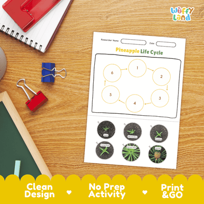 Pineapple Lifecycle Poster and Cut and Paste Activity Worksheets | Plant Science Printables