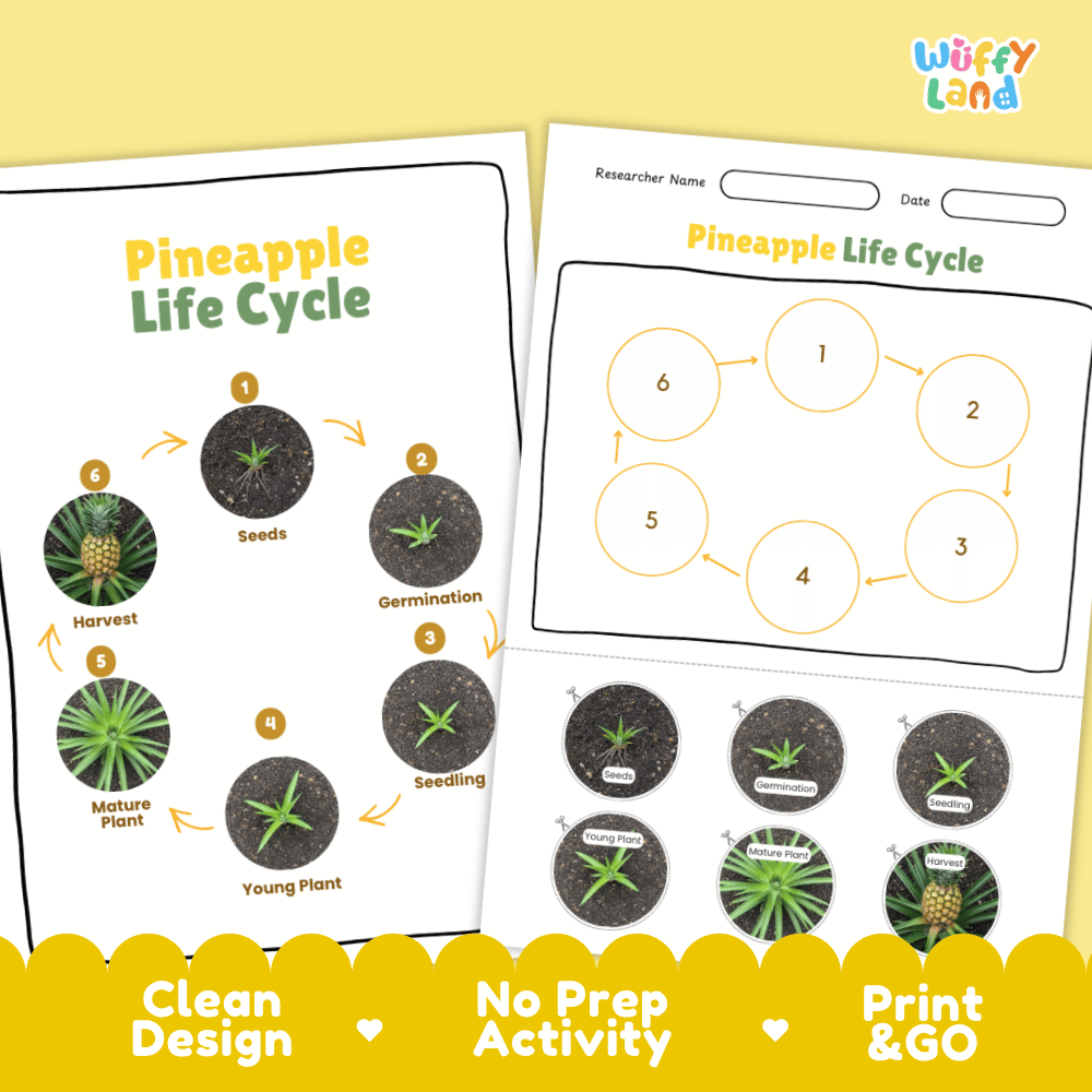 Pineapple Lifecycle Poster and Cut and Paste Activity Worksheets | Plant Science Printables