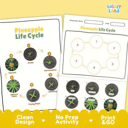 Pineapple Lifecycle Poster and Cut and Paste Activity Worksheets | Plant Science Printables