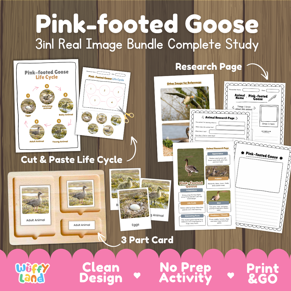 Pink-footed goose 3-in-1 real image bundle complete study cover showing cut and paste life cycle, 3 part cards, and research pages