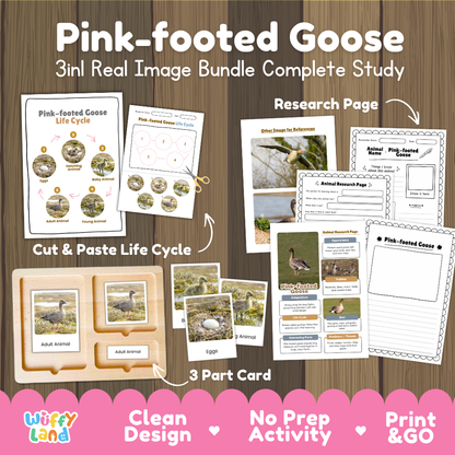 Pink-footed goose 3-in-1 real image bundle complete study cover showing cut and paste life cycle, 3 part cards, and research pages