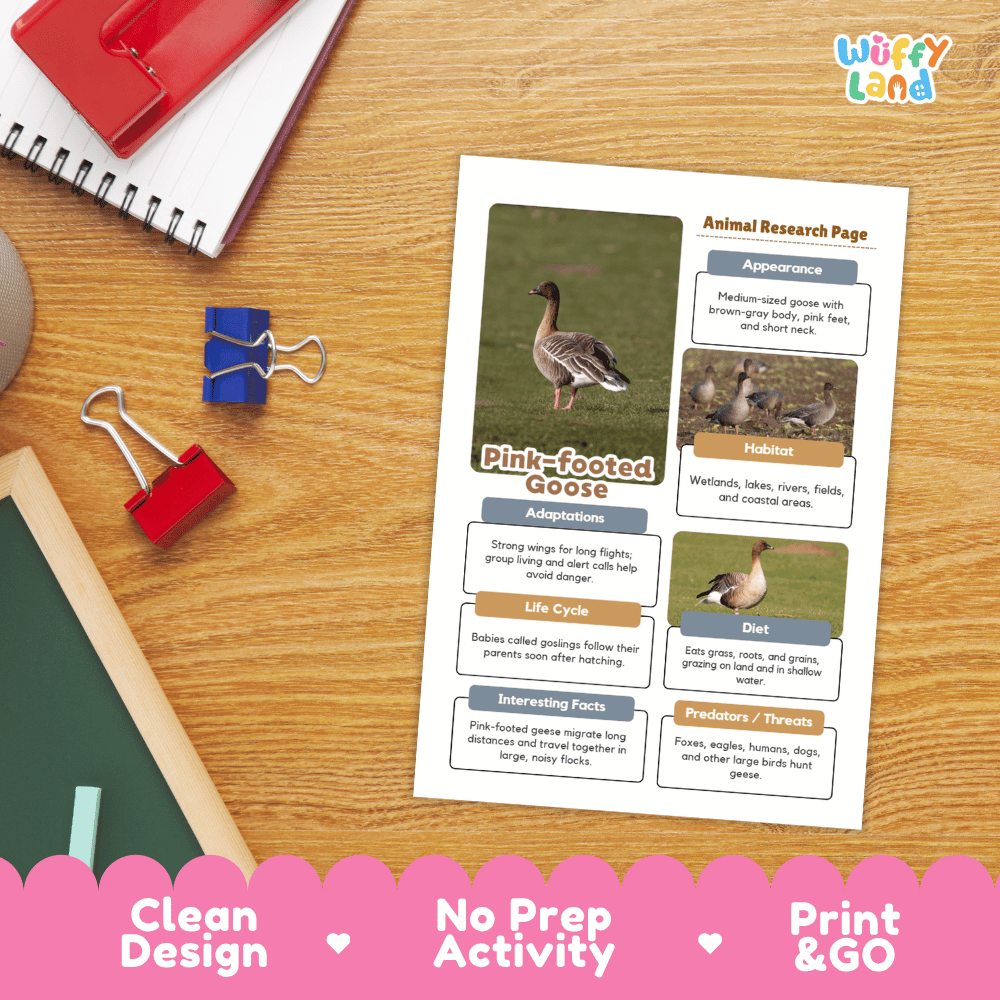 Pink-footed Goose Animal Research Worksheets and Informational Fact Sheets