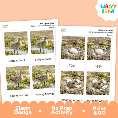 Pink-footed Goose Life Cycle Flashcard 3 Part Card