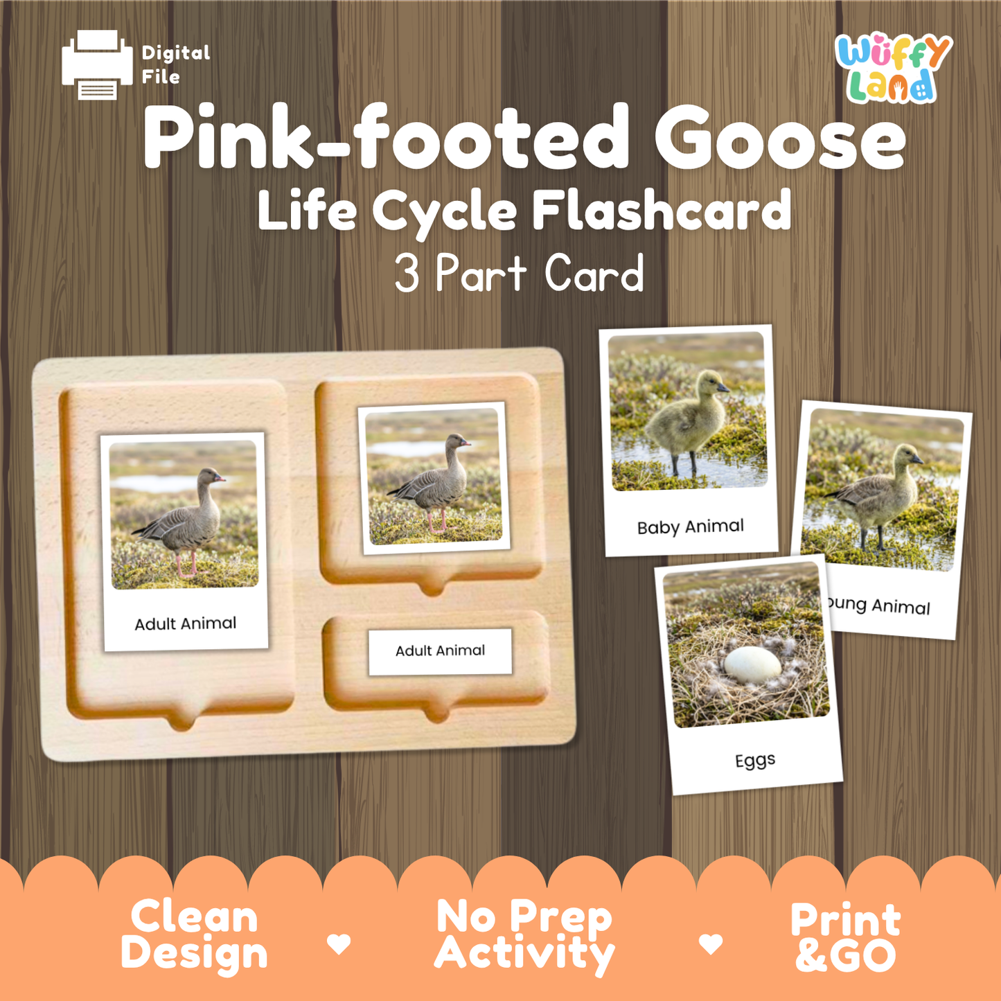 Pink-footed Goose Life Cycle Flashcard 3 Part Card