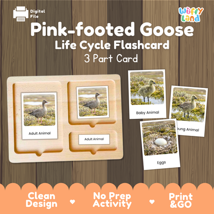 Pink-footed Goose Life Cycle Flashcard 3 Part Card