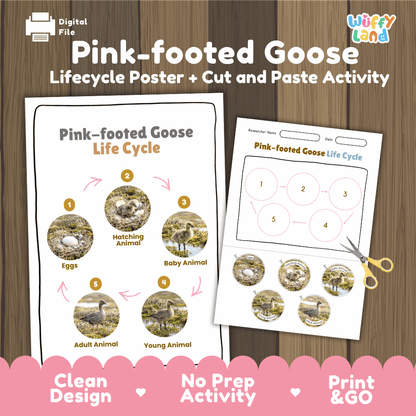 Pink-footed Goose Life Cycle Poster and Cut and Paste Worksheet Activity
