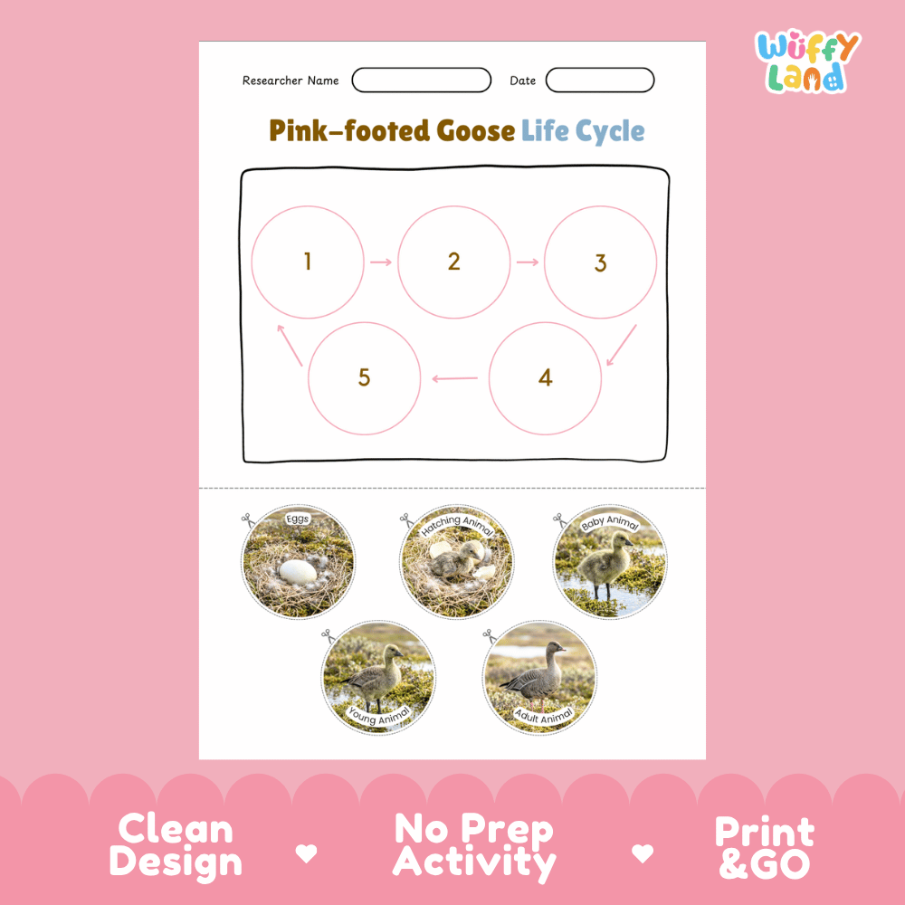 Pink-footed Goose Life Cycle Poster and Cut and Paste Worksheet Activity
