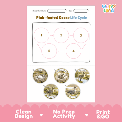 Pink-footed Goose Life Cycle Poster and Cut and Paste Worksheet Activity