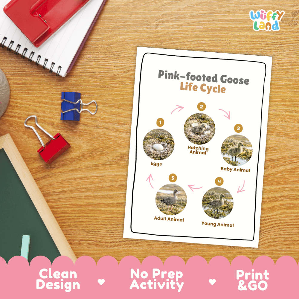 Pink-footed Goose Life Cycle Poster and Cut and Paste Worksheet Activity