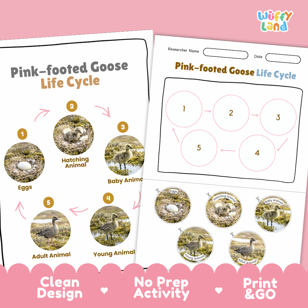 Pink-footed Goose Life Cycle Poster and Cut and Paste Worksheet Activity