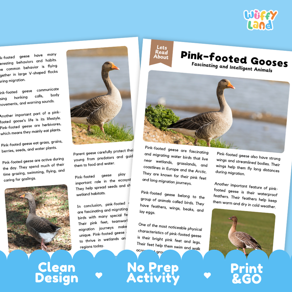 Pink-footed Goose Reading Passage and Comprehension Questions Worksheets with Answer Key