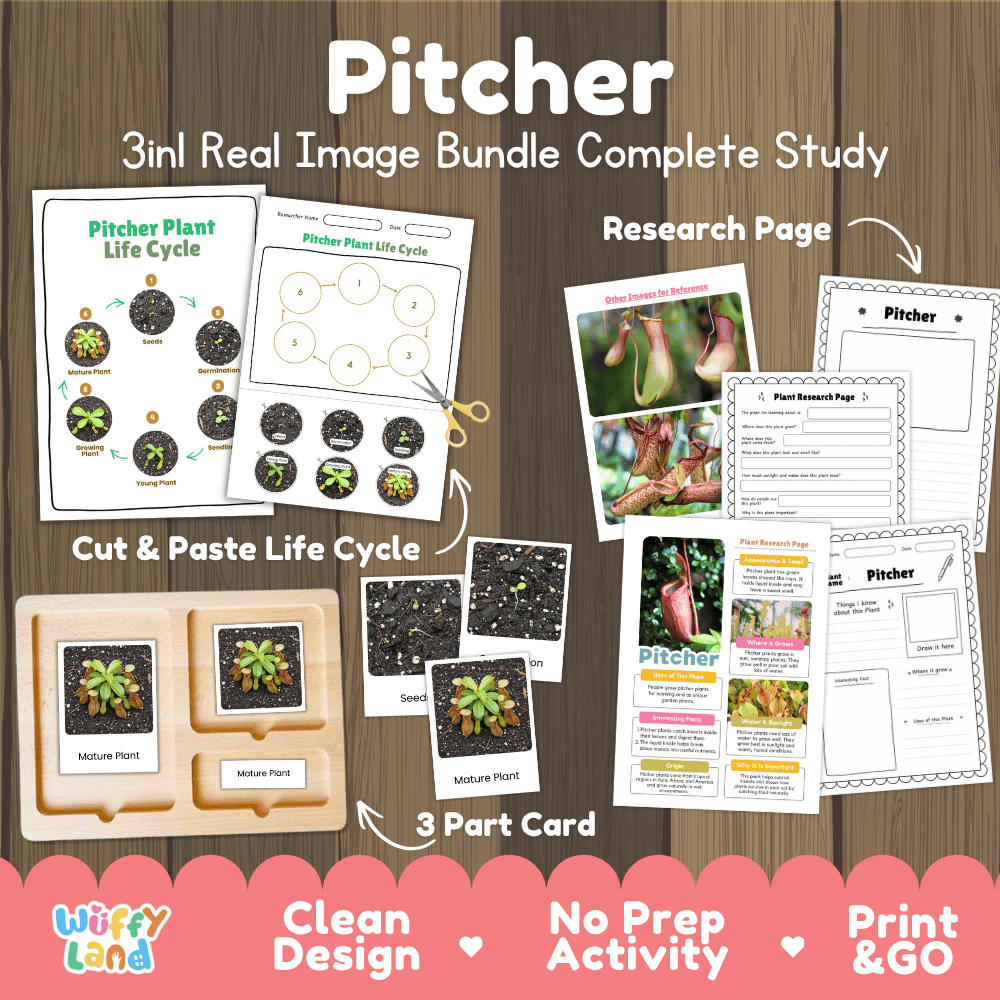 Pitcher plant carnivorous plant life cycle 3-in-1 complete study bundle featuring real images, Montessori 3-part cards, cut and paste activities, and research pages