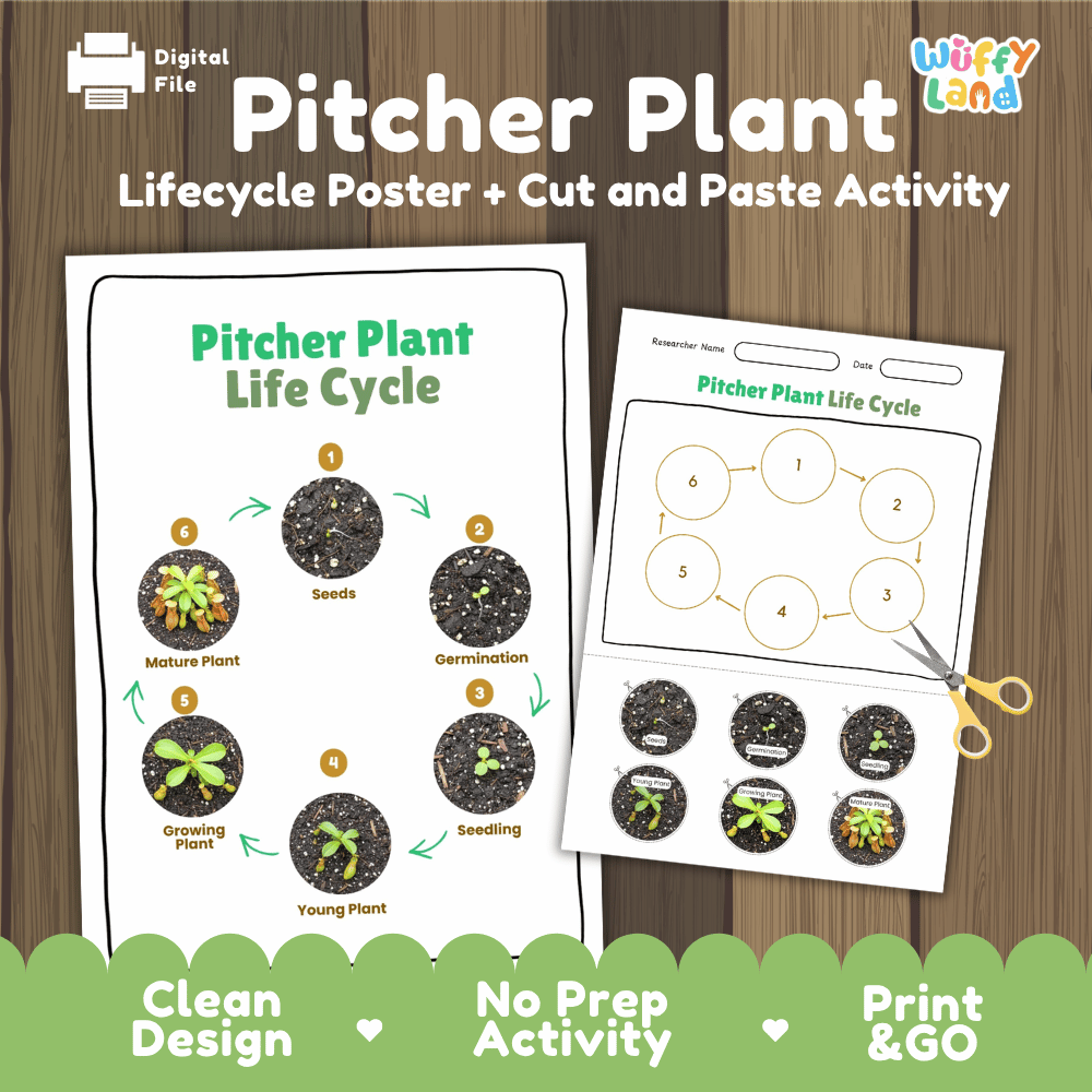 Pitcher Plant Lifecycle Poster and Cut and Paste Activity Worksheets | Plant Science Printables