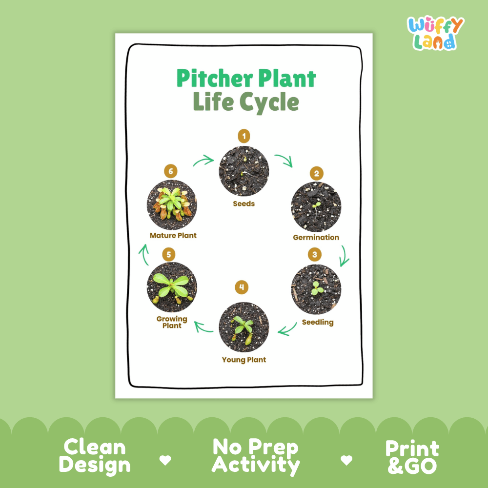 Pitcher Plant Lifecycle Poster and Cut and Paste Activity Worksheets | Plant Science Printables