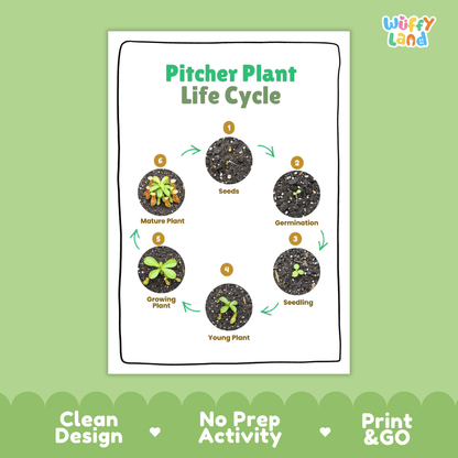 Pitcher Plant Lifecycle Poster and Cut and Paste Activity Worksheets | Plant Science Printables