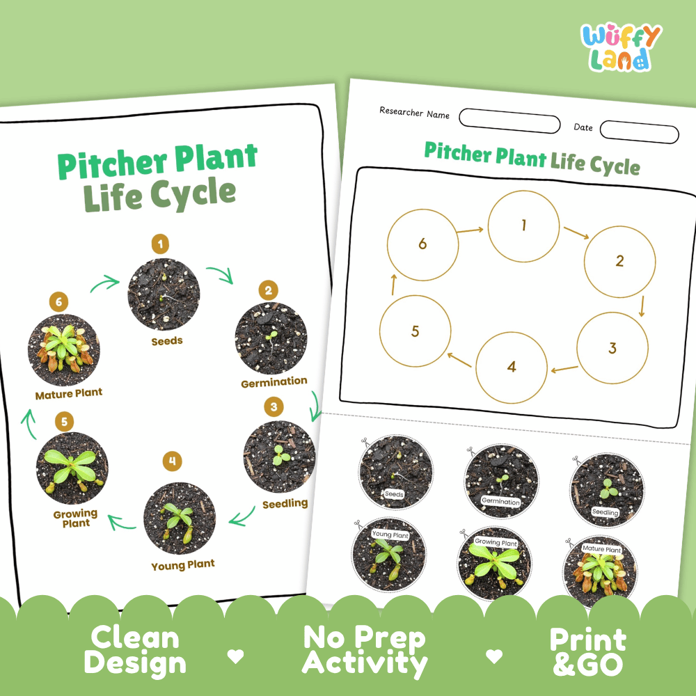 Pitcher Plant Lifecycle Poster and Cut and Paste Activity Worksheets | Plant Science Printables