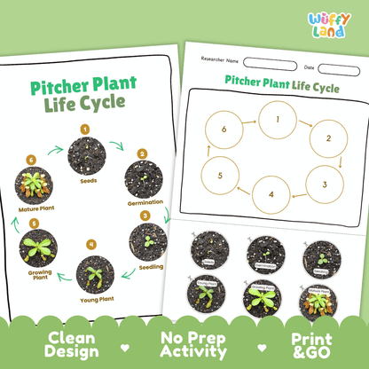 Pitcher Plant Lifecycle Poster and Cut and Paste Activity Worksheets | Plant Science Printables