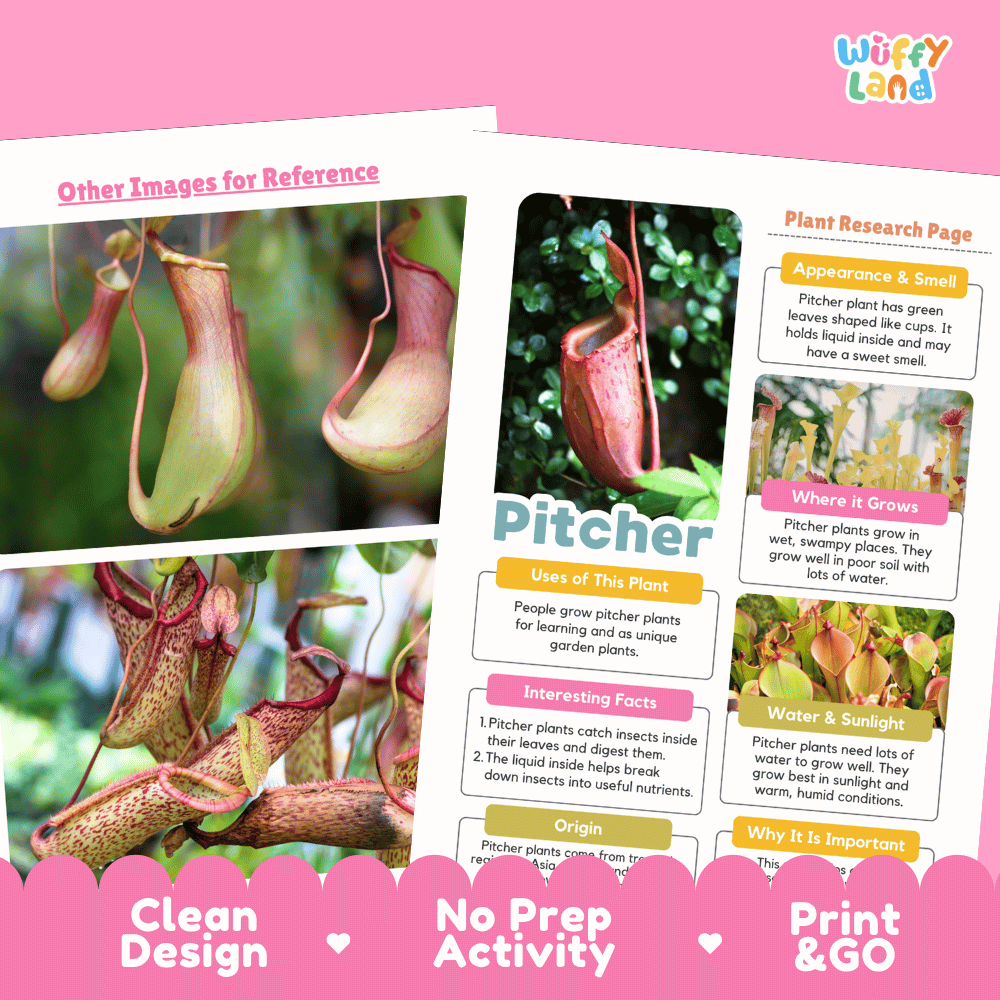 Pitcher Plant Research Page Worksheets and Fact Sheet Activity