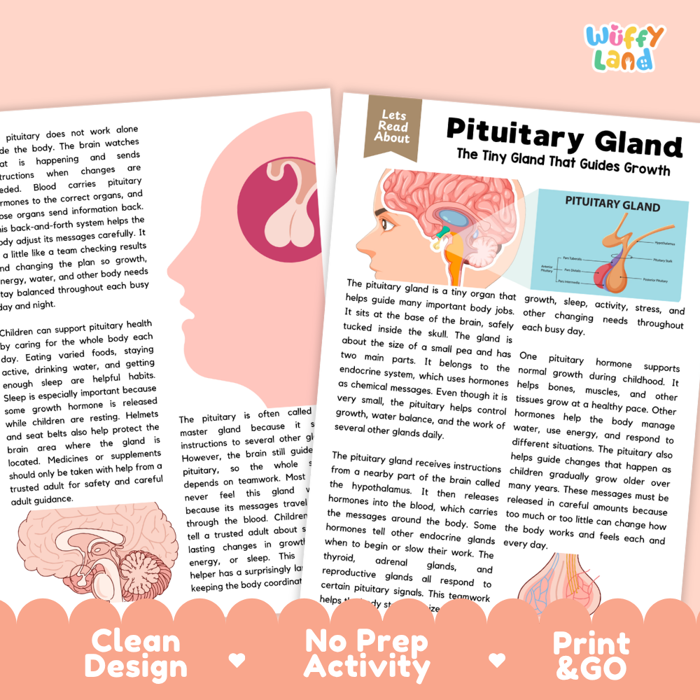 Teacher answer key page showing complete question solutions for Pituitary Gland human body reading comprehension practice