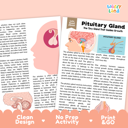 Teacher answer key page showing complete question solutions for Pituitary Gland human body reading comprehension practice