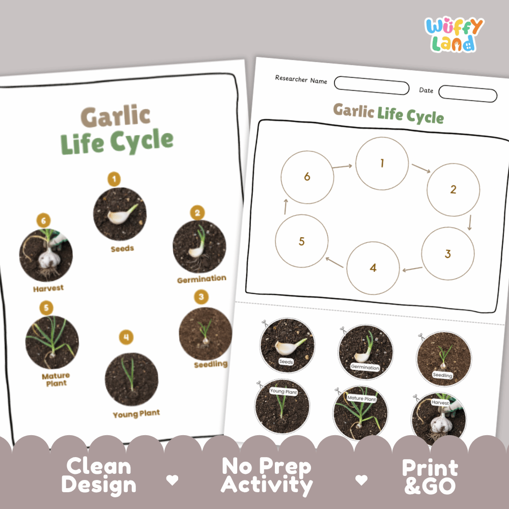 Garlic Life Cycle Poster and Cut and Paste Activity Plant Science Printable