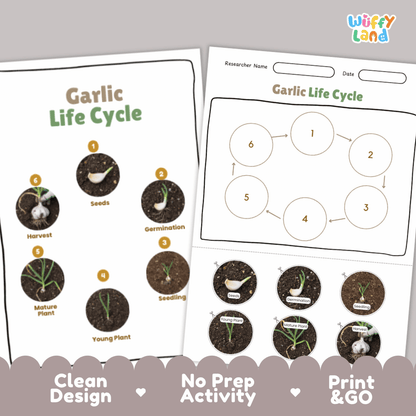 Garlic Life Cycle Poster and Cut and Paste Activity Plant Science Printable