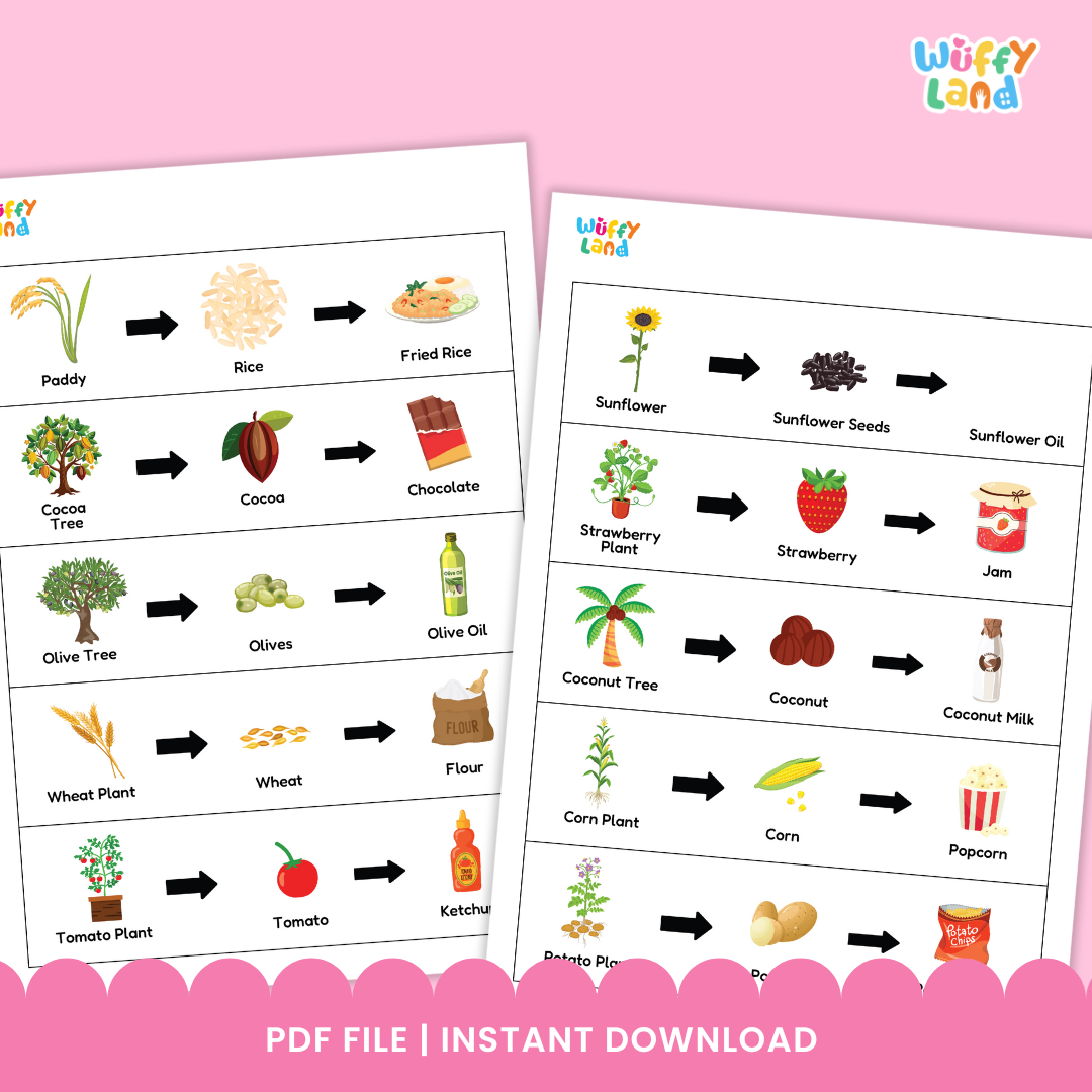 A set of plant-to-product sequencing cards showing how different foods are made. Each strip displays a plant followed by arrows pointing to its product: coconut tree to coconut to coconut milk; corn plant to corn to popcorn; strawberry plant to strawberry to jam; tomato plant to tomato to ketchup; cocoa tree to cocoa to chocolate. Small matching picture cards of wheat, jam, strawberry plant, strawberry, and paddy are also included