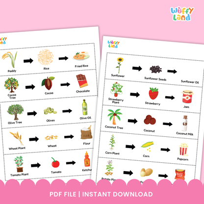 A set of plant-to-product sequencing cards showing how different foods are made. Each strip displays a plant followed by arrows pointing to its product: coconut tree to coconut to coconut milk; corn plant to corn to popcorn; strawberry plant to strawberry to jam; tomato plant to tomato to ketchup; cocoa tree to cocoa to chocolate. Small matching picture cards of wheat, jam, strawberry plant, strawberry, and paddy are also included