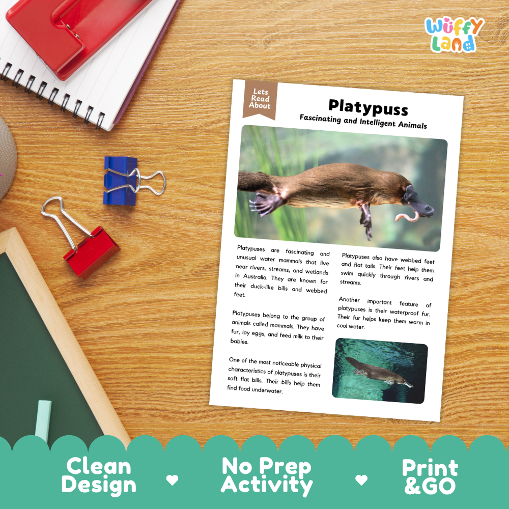 An educational activity sheet about platypuses titled 'Let's Read About Platypuss' laid on a wooden desk, surrounded by a red notebook, binder clips, and a red folder. The sheet includes a large photo of a platypus, descriptive text, and smaller inset images.