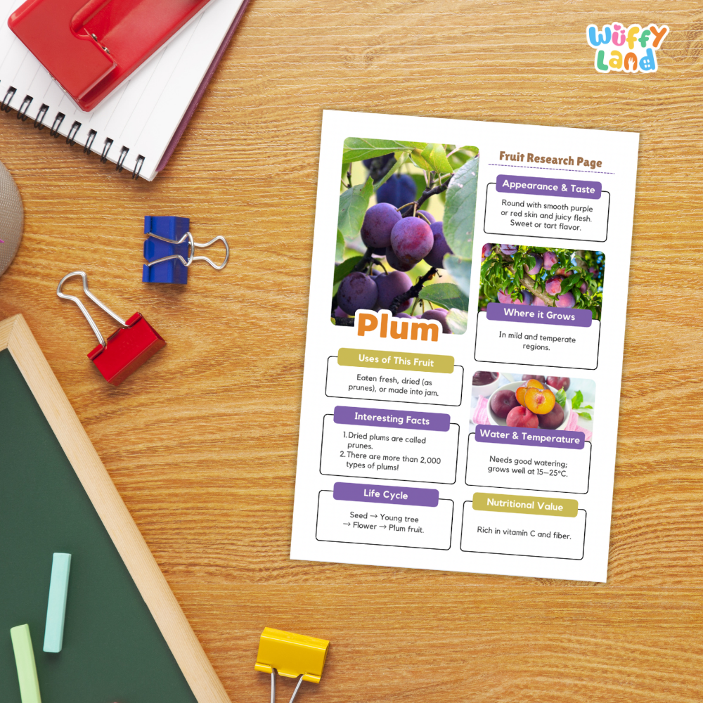 A printed fruit research page about plums is laid on a wooden desk, surrounded by school supplies including a spiral notebook, binder clips, chalk, and a pencil. The page includes photos of plums, labeled sections, and the title 'Plum.