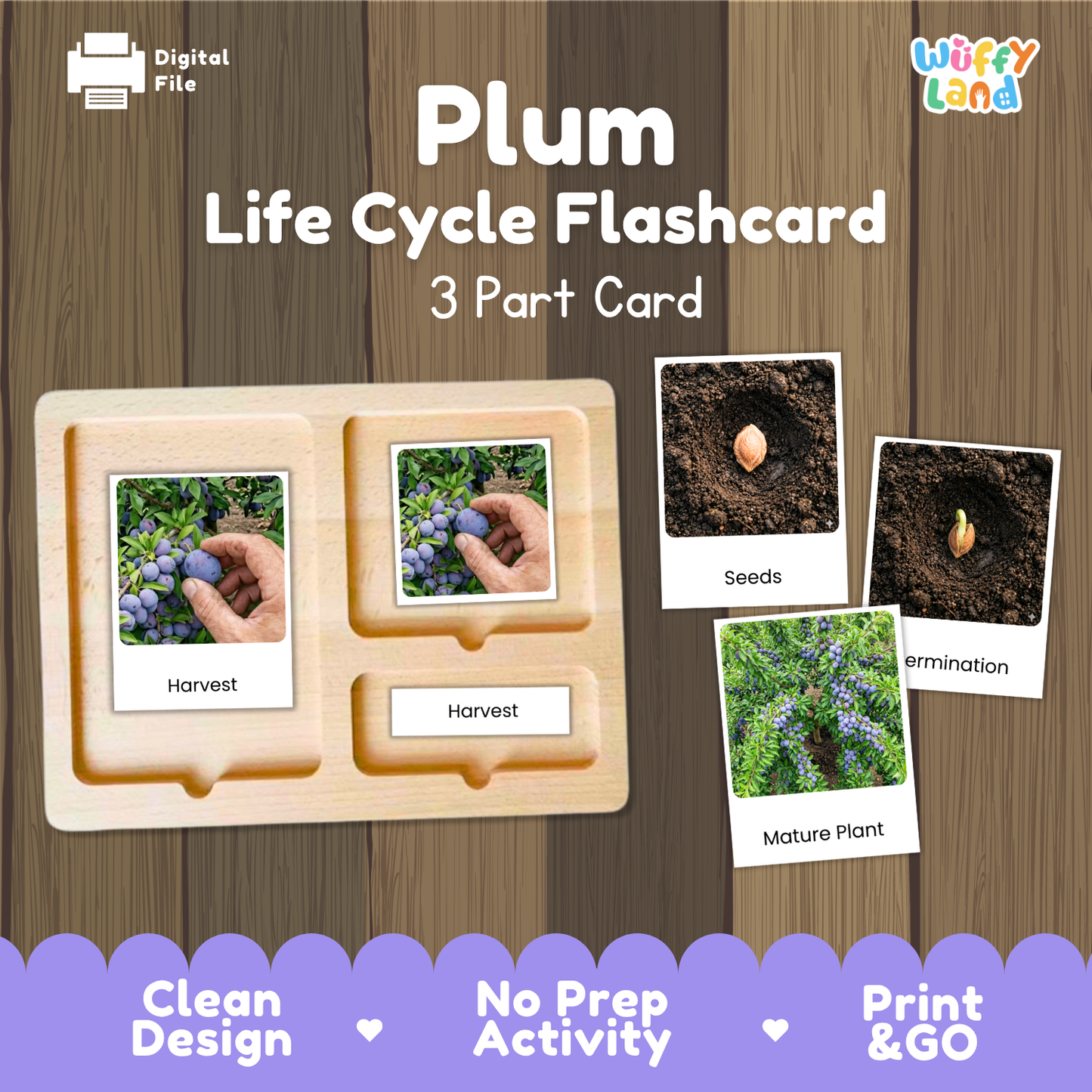 Plum Life Cycle Flashcards | Montessori 3 Part Cards Science Activity