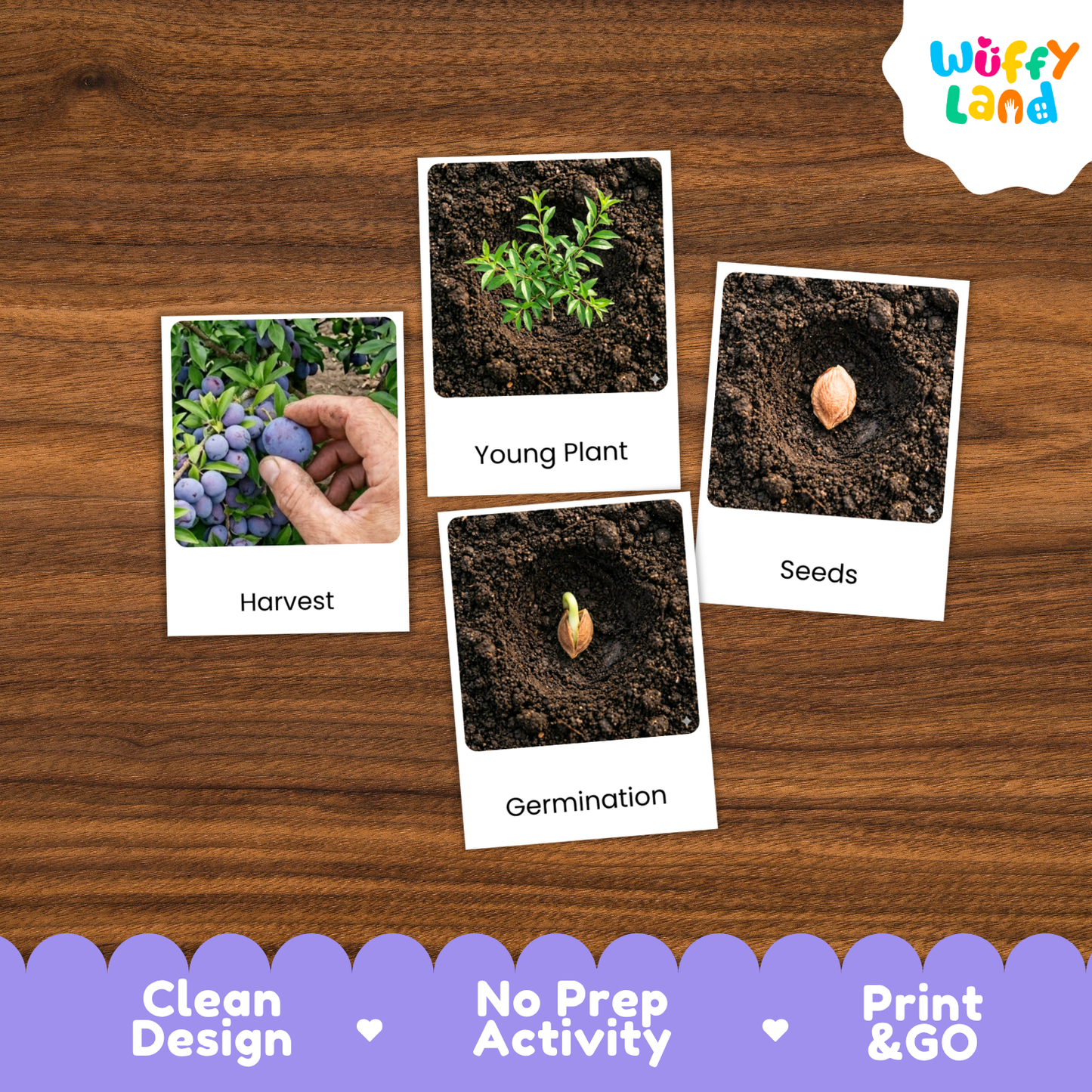 Plum Life Cycle Flashcards | Montessori 3 Part Cards Science Activity