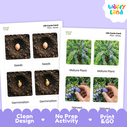 Plum Life Cycle Flashcards | Montessori 3 Part Cards Science Activity