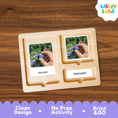 Plum Life Cycle Flashcards | Montessori 3 Part Cards Science Activity