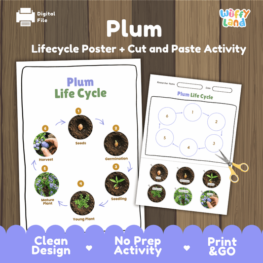 Printable plum tree 6-stage life cycle cut and paste worksheet with real photographs of seeds, germination, seedling, young plant, mature plant, and harvest ✂️🔄