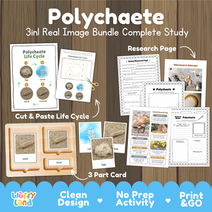 Polychaete 3-in-1 real image bundle complete study cover showing cut and paste life cycle, 3 part cards, and research pages