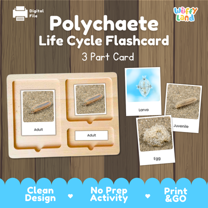 Polychaete Life Cycle Flashcards | 3 Part Cards Biology Activity