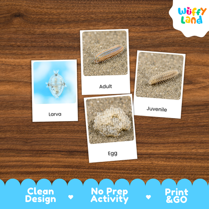 Four educational activity cards about a millipede life cycle (Larva, Adult, Juvenile, Egg) arranged on a brown wood-grain background. The cards feature labeled photos of the millipede stages.
