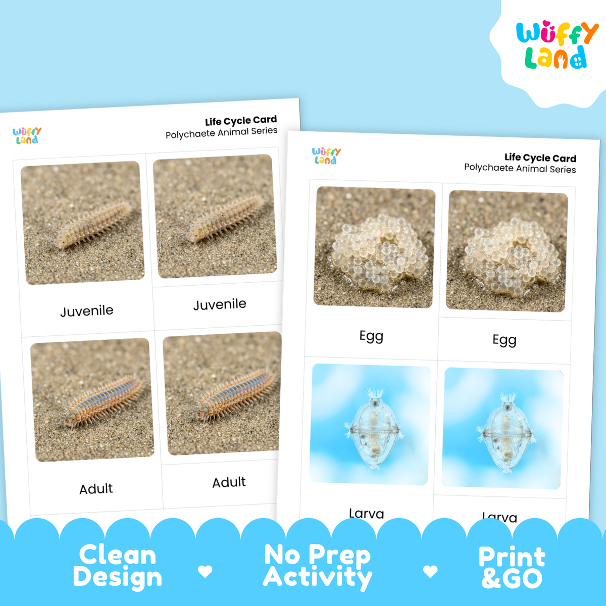 Polychaete Life Cycle Flashcards | 3 Part Cards Biology Activity