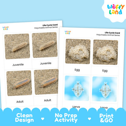 Polychaete Life Cycle Flashcards | 3 Part Cards Biology Activity