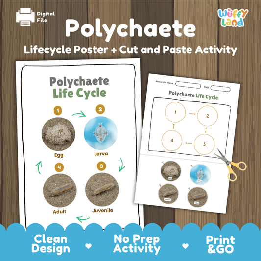 Polychaete life cycle sequencing reference chart and cut and paste student worksheet with 4 developmental stages