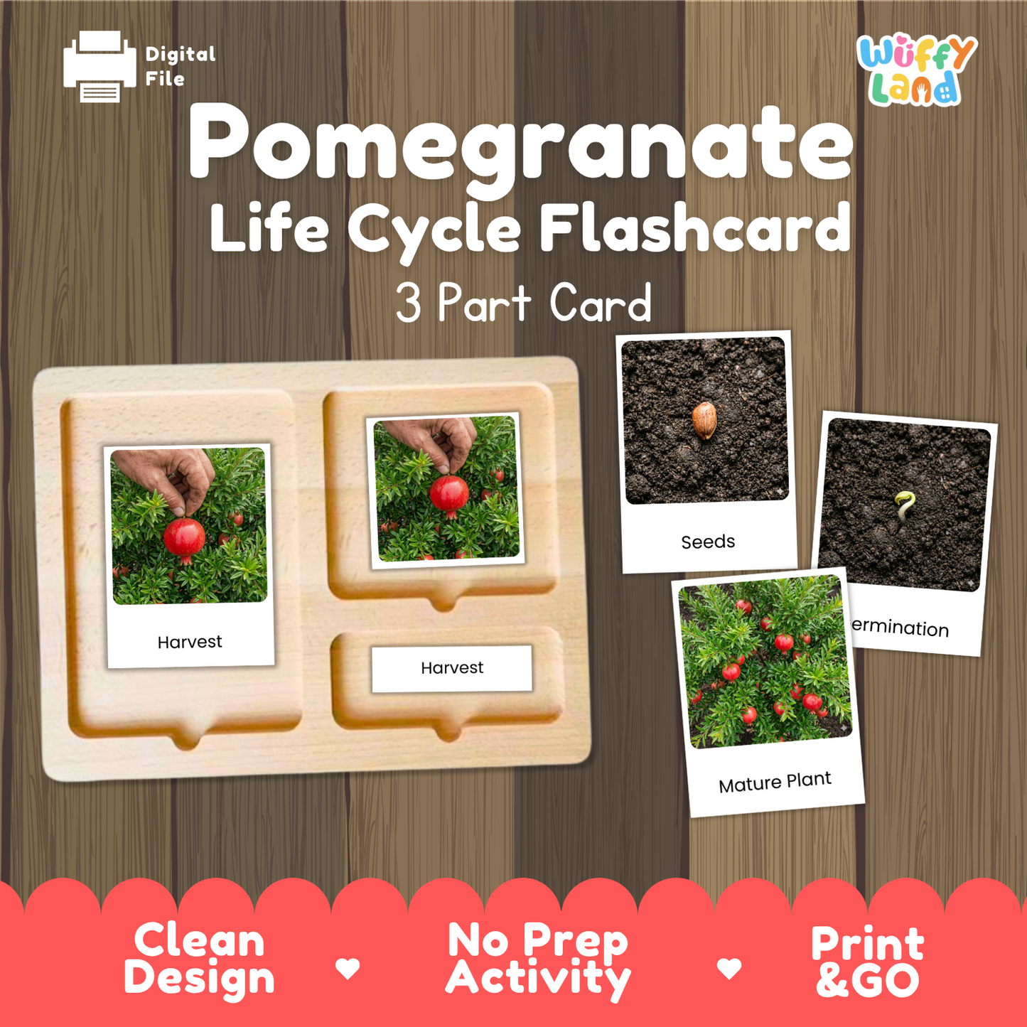 Pomegranate Life Cycle Flashcards | Montessori 3 Part Cards Science Activity