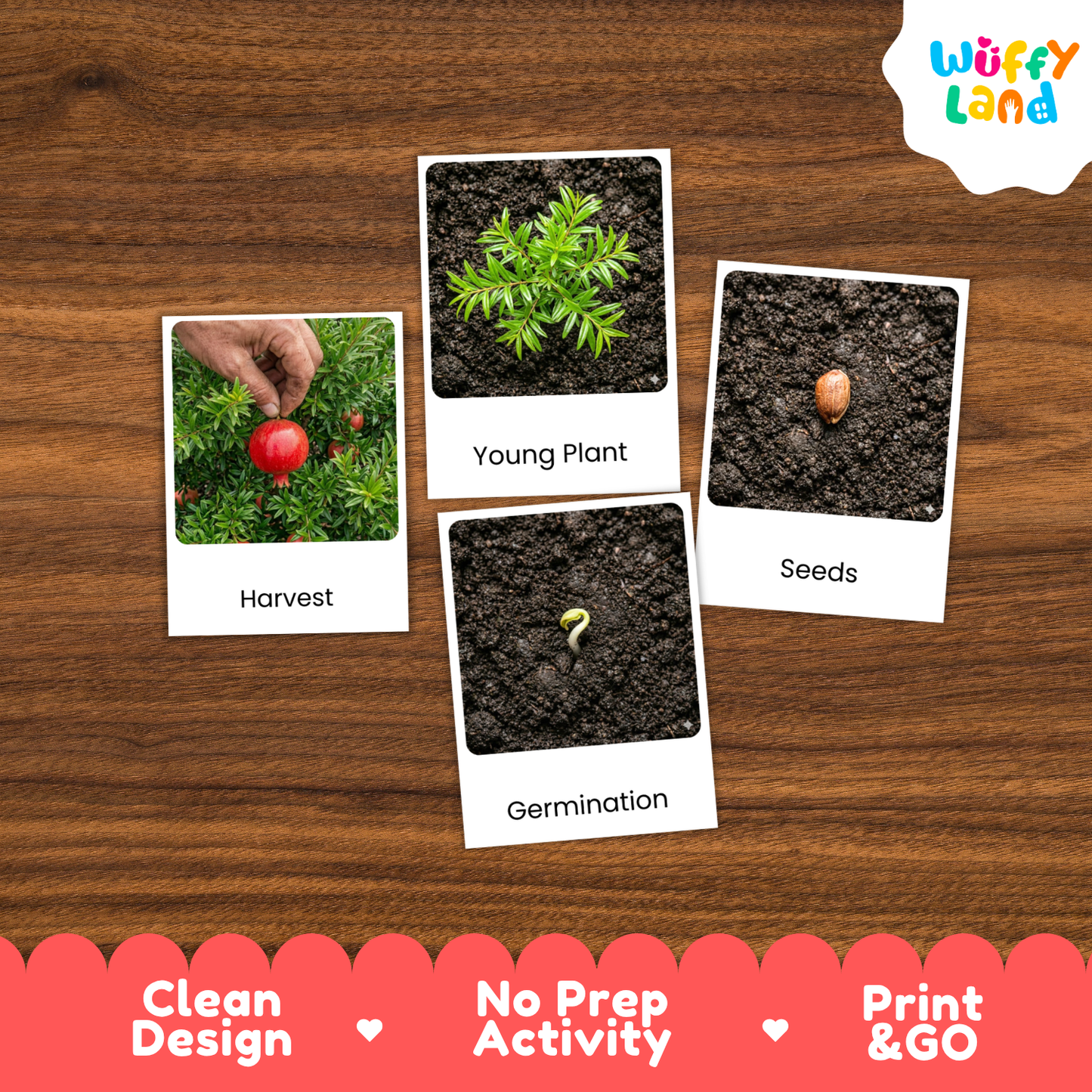 A children's educational activity card set titled 'Wuffy Land' showing four labeled photos: 'Harvest,' 'Young Plant,' 'Seeds,' and 'Germination,' arranged on a wood background with a red banner at the bottom highlighting clean design, no prep activity, and print & go.