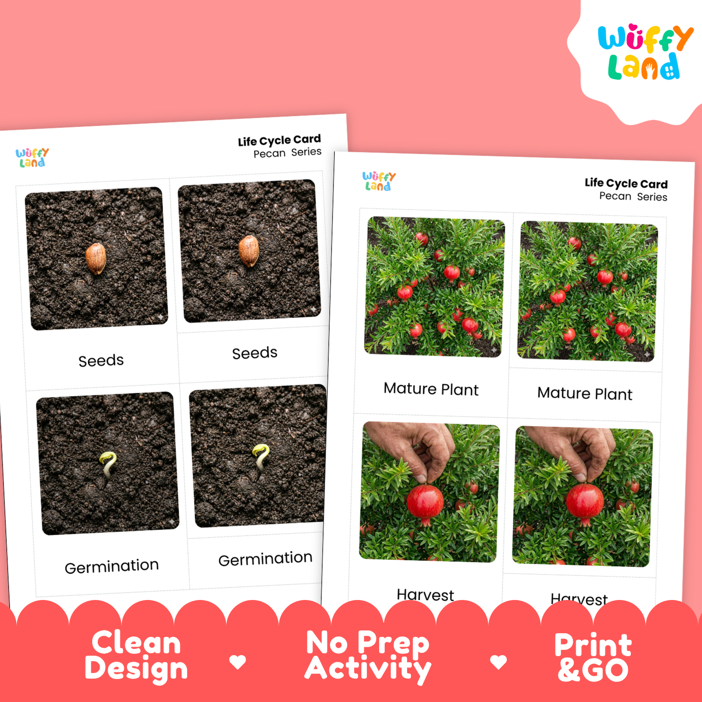 Two printed educational cards showing the life cycle of a pecan tree, with photos of seeds, germination, mature plant, and harvest on a pink background. The cards are branded Wiffy Land, and the image includes marketing text at the bottom.